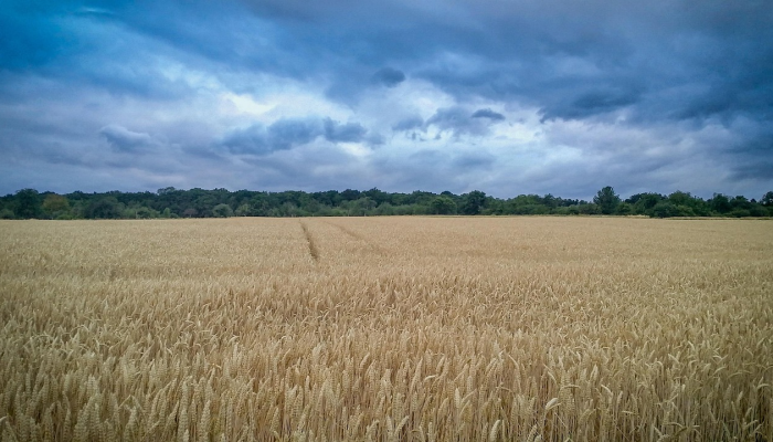 东非坦桑最新疫情：全球健康关注的焦点