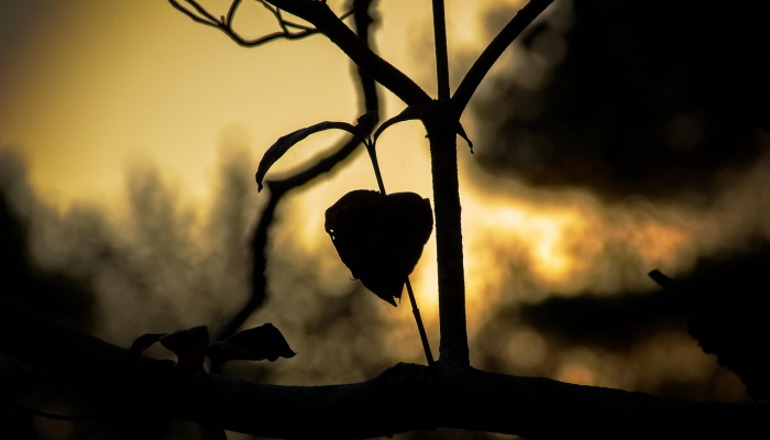 准安疫情最新:全面解读最新动态与防控策略 准安疫情最新:全面解读最新动态与防控策略