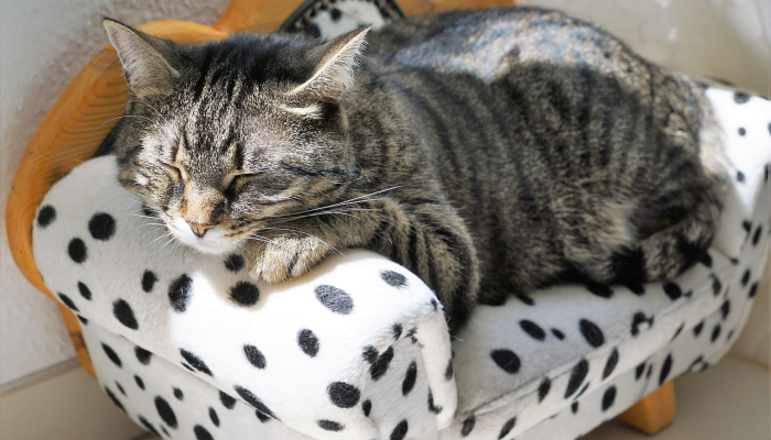 坝上最新疫情：全面了解最新动态与防护措施